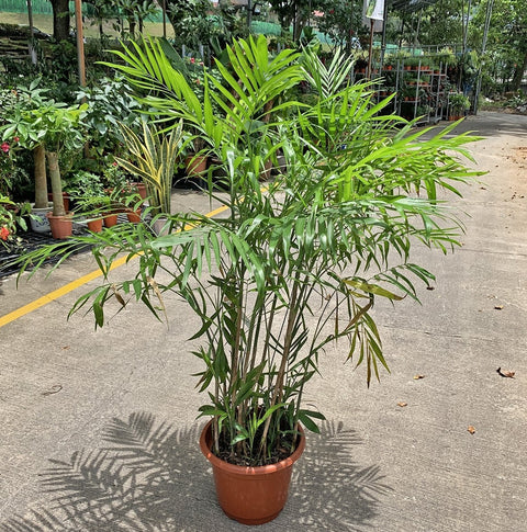 Bamboo Palm XL