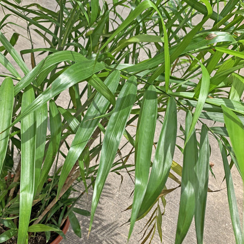 Bamboo Palm XL