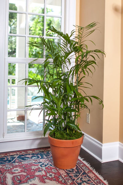 Bamboo Palm XL