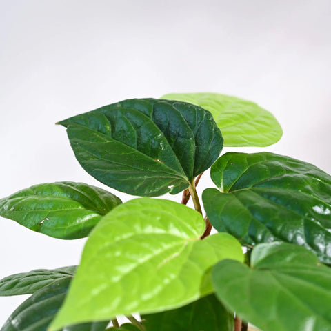 Betel Leaf
