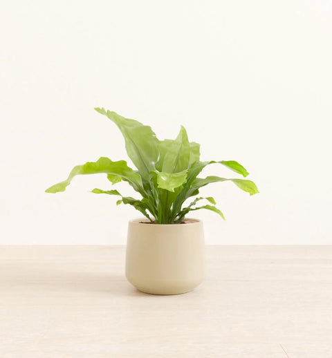 Osaka Bird Nest Fern