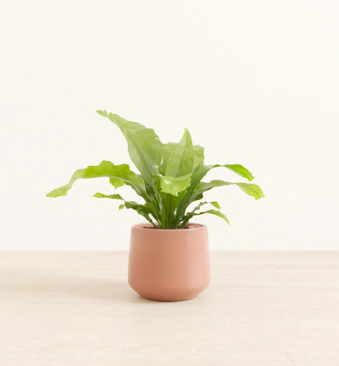 Osaka Bird Nest Fern