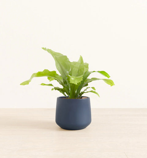 Osaka Bird Nest Fern