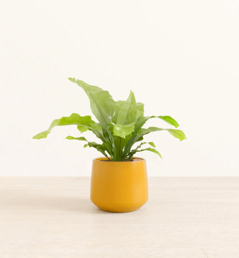 Osaka Bird Nest Fern
