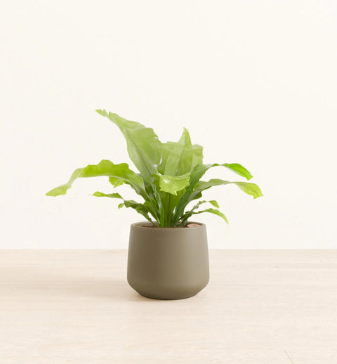 Osaka Bird Nest Fern