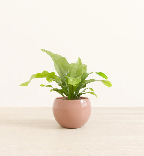Osaka Bird Nest Fern