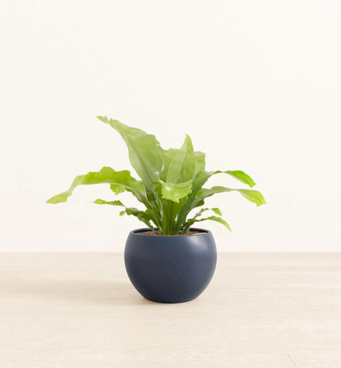 Osaka Bird Nest Fern