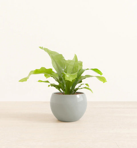 Osaka Bird Nest Fern