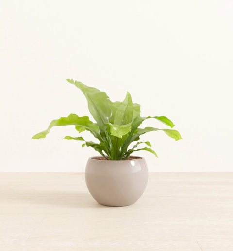 Osaka Bird Nest Fern