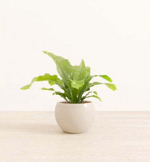 Osaka Bird Nest Fern