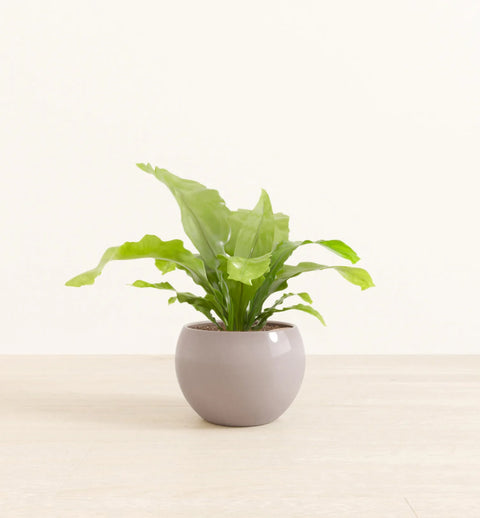 Osaka Bird Nest Fern