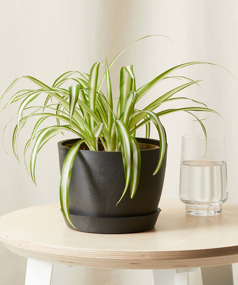 Chlorophytum Spider Plant - Variegated