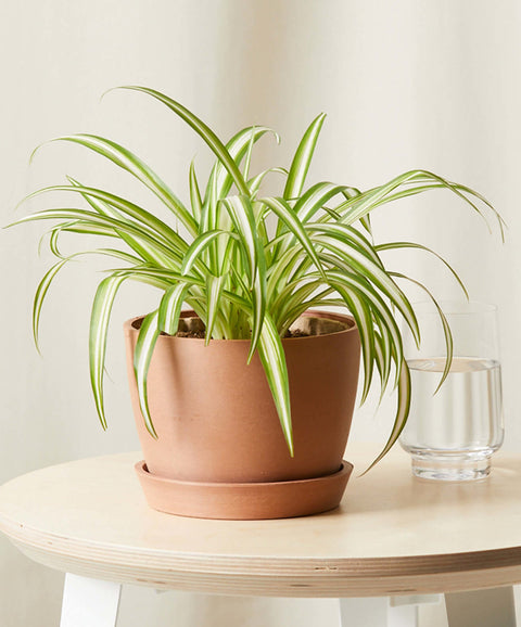 Chlorophytum Spider Plant - Variegated