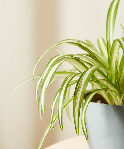 Chlorophytum Spider Plant - Variegated