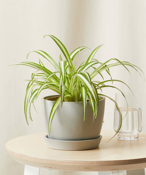 Chlorophytum Spider Plant - Variegated