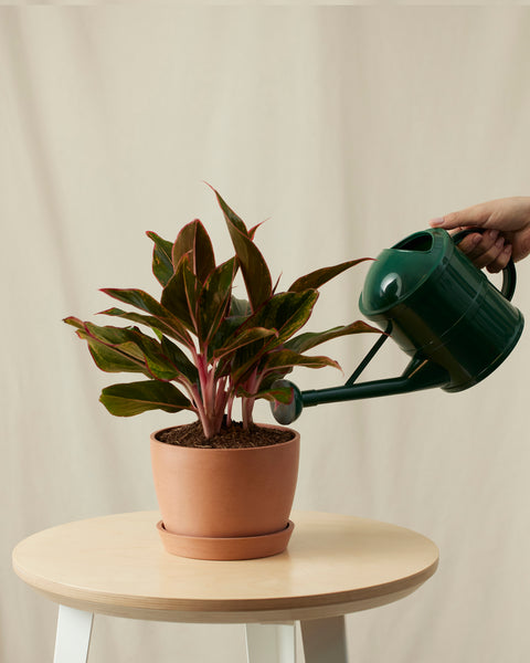 Aglaonema Siam Aurora