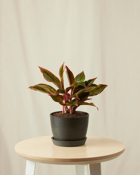 Aglaonema Siam Aurora