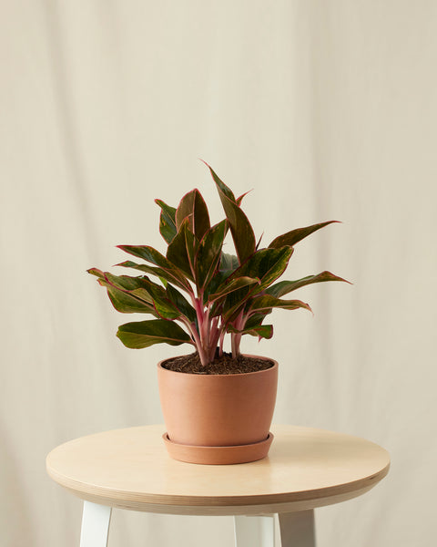 Aglaonema Siam Aurora