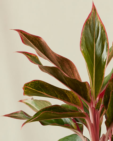 Aglaonema Siam Aurora