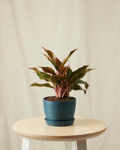 Aglaonema Siam Aurora