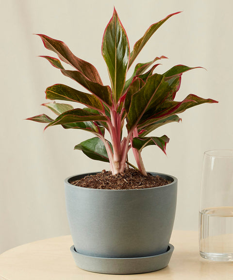 Aglaonema Siam Aurora