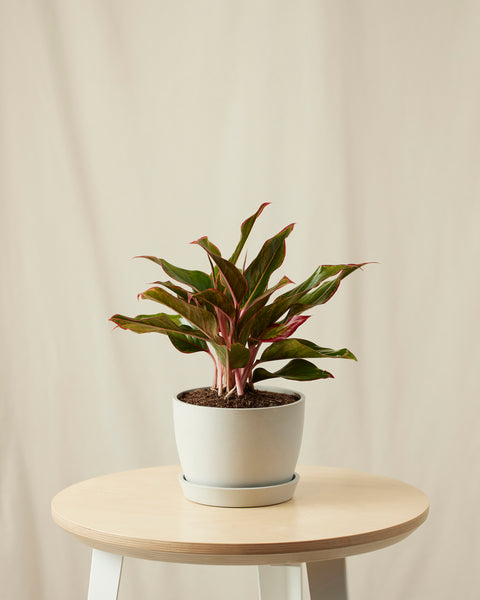 Aglaonema Siam Aurora