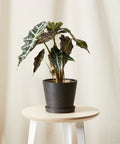 Alocasia Polly