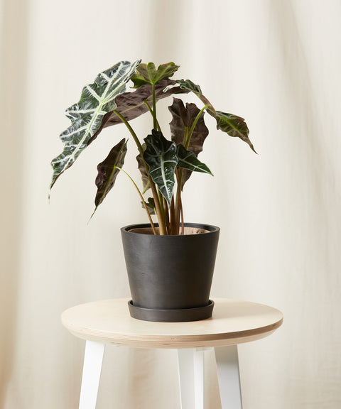 Alocasia Polly