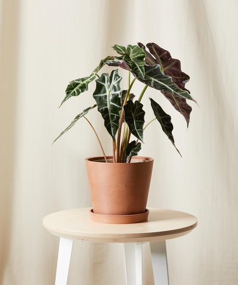 Alocasia Polly