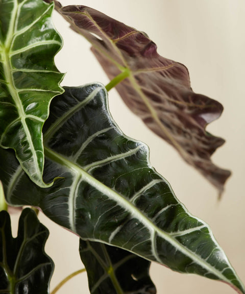 Alocasia Polly