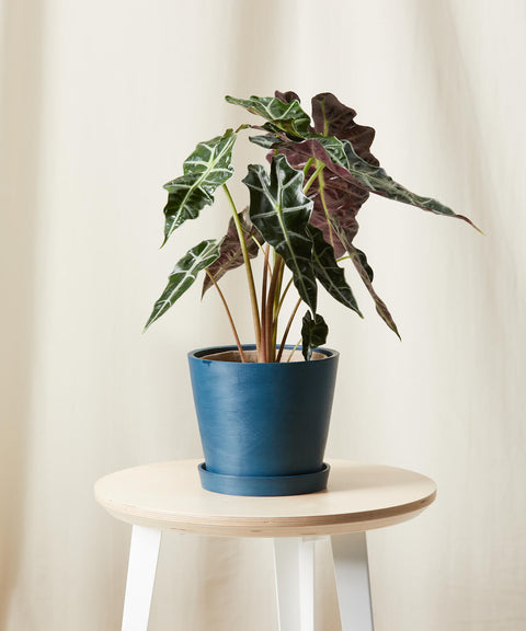 Alocasia Polly
