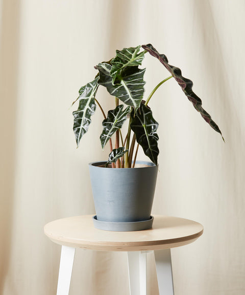 Alocasia Polly