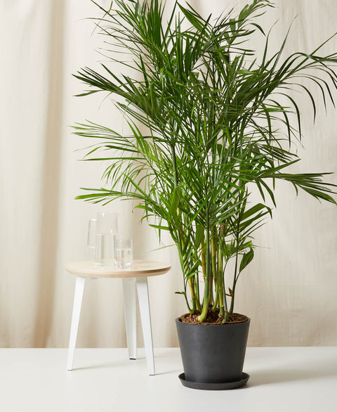 Bamboo Palm XL