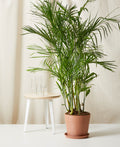 Bamboo Palm XL
