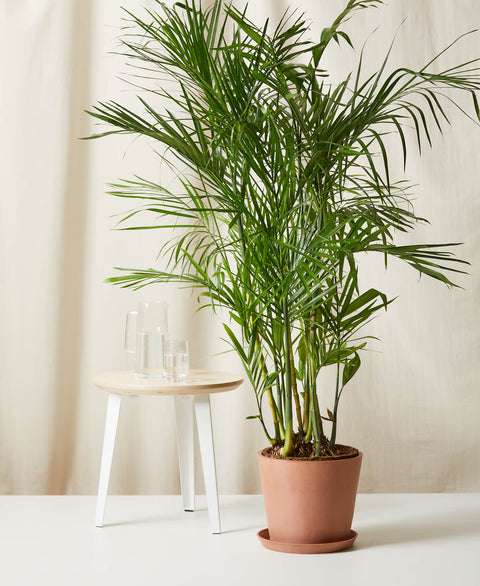 Bamboo Palm XL