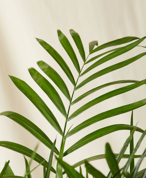 Bamboo Palm XL