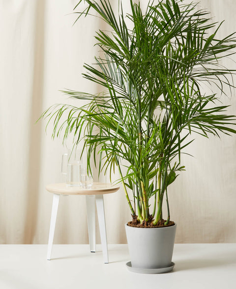 Bamboo Palm XL