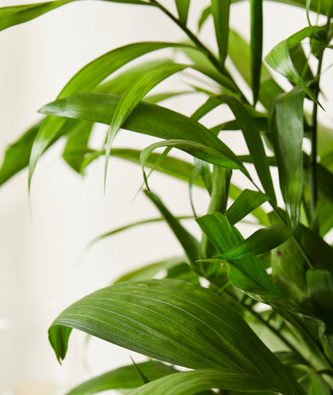 Bamboo Palm XL