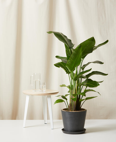 Bird of Paradise XL