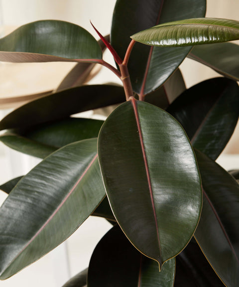 Rubber Plant