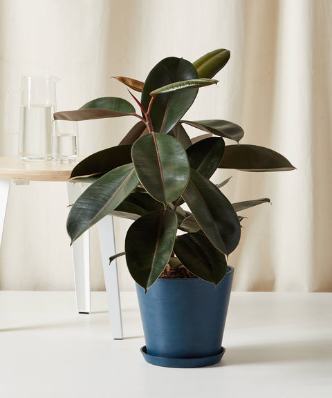 Rubber Plant