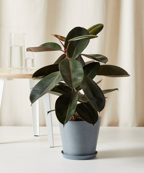 Rubber Plant