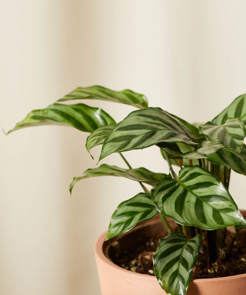 Calathea Freddie