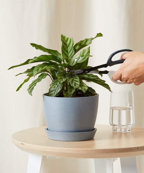 Calathea Freddie