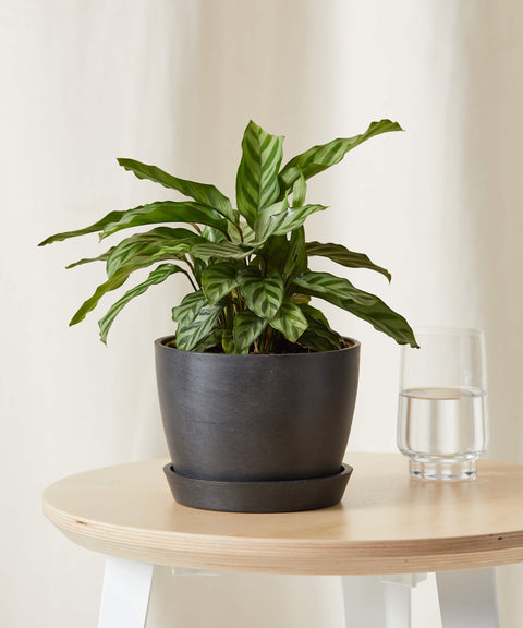 Calathea Freddie