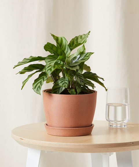 Calathea Freddie