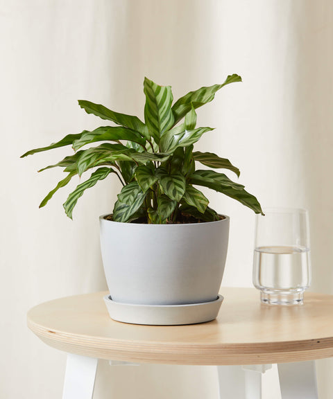 Calathea Freddie
