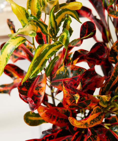 Variegated Croton
