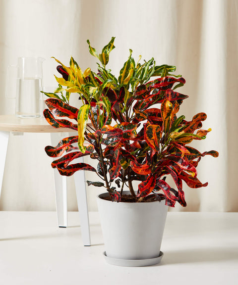 Variegated Croton
