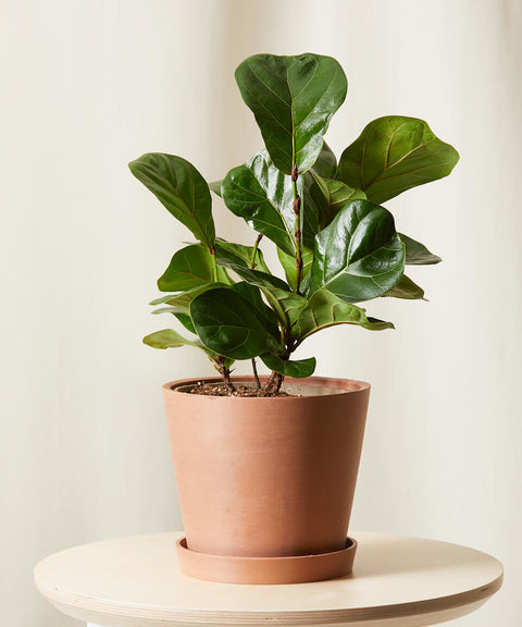 Fiddle Leaf Fig